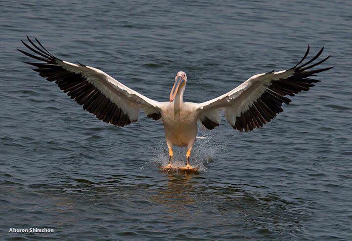 U16 Eccellenza: volano i Blue Pelicans
